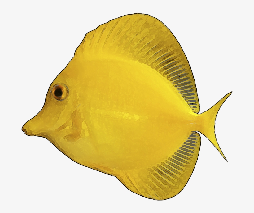 Yellow Fish Clip Art - Yellow Tang White Background, transparent png