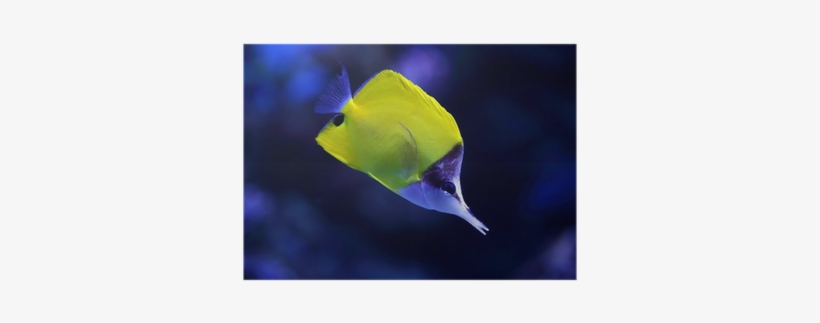 Stock Photography, transparent png