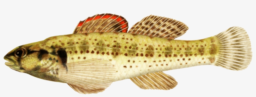 Tropical Fish Clipart Realistic Fish - Fish, transparent png