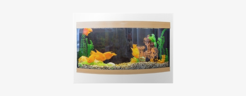 Beautiful Semi-circular Aquarium With Tropical Fish - Setting Up A Tropical Aquarium: Week By Week, transparent png