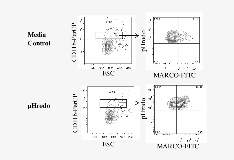 Representative Flow Cytometry Profile Of Marco Upregulation - Diagram, transparent png