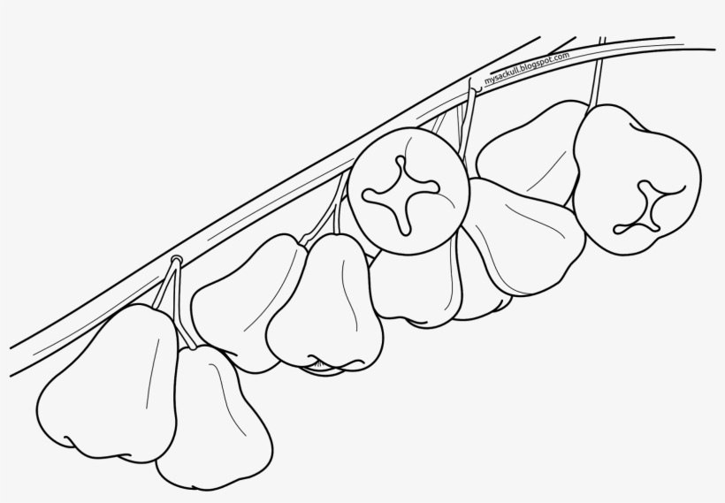 Jambu Fruit Clipart Drawings