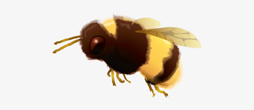 Bumblebee - Real Bumble Bee Png, transparent png