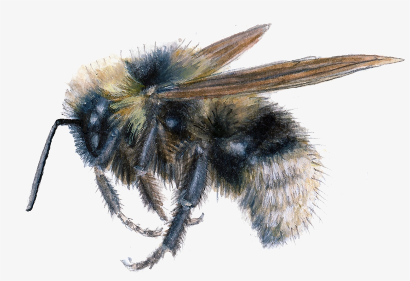Barbut's Cuckoo Bumblebee - Bumblebee, transparent png