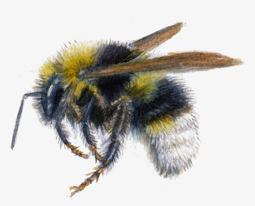 New Bumblebees, transparent png