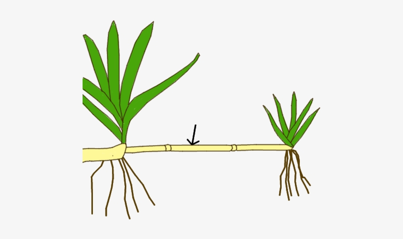 Stem Morphology Type Stolon - Clip Arts On Plants Asexual Reproduction, transparent png