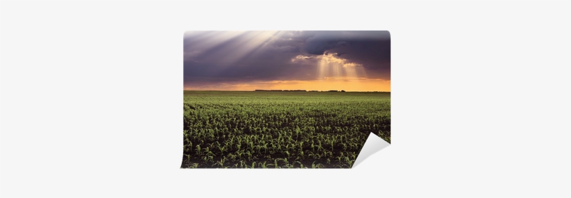 Field, transparent png