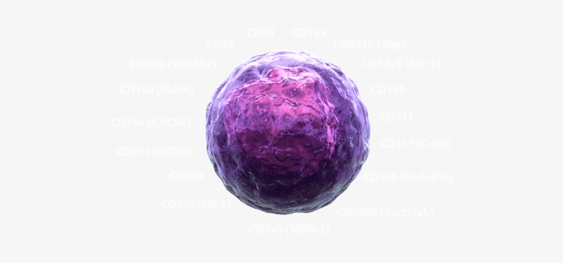 Image Hemo-stem - Hematopoietic Stem Cell 3d, transparent png