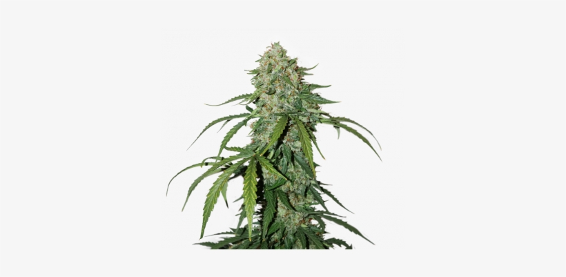1 Silver Lime Haze Auto Feminized - Autoflowering Cannabis, transparent png