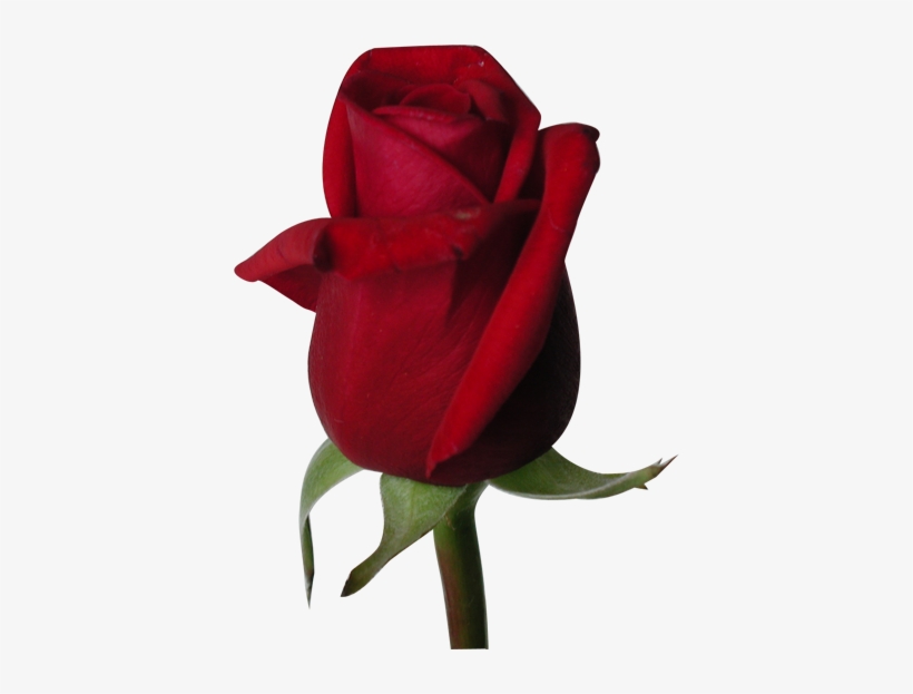 Rose Flowers Without Background, transparent png