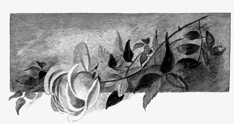 This Rose Image Would Be Lovely On A Handmade Greeting - Digital Stamp, transparent png