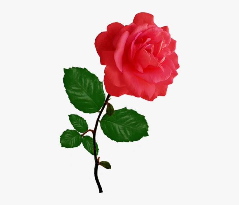 Red Red Rose Clipart - Rose Clipart Png, transparent png