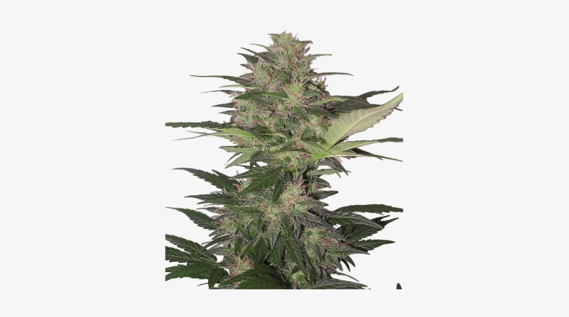 Planta De Marihuana Png - Red Dwarf Buddha Seeds, transparent png