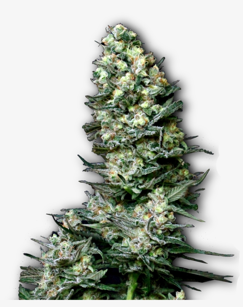 Semillas De Marihuana Productivas - Seed, transparent png