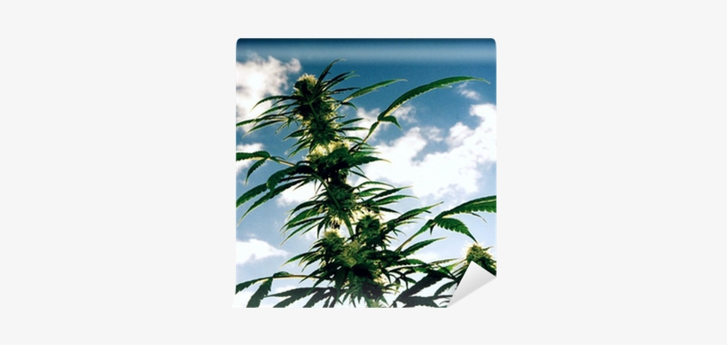 Cannabis, transparent png