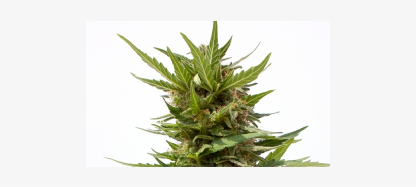Semillas De Marihuana Ak Mir Auto De Sputnik Seeds - Seed, transparent png