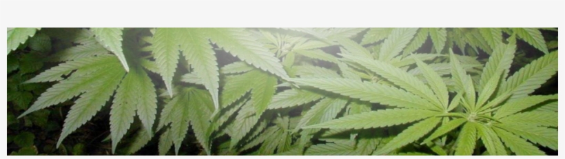 English Version - Houseplant, transparent png