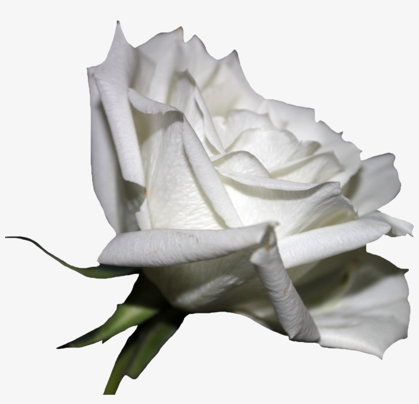 White Rose Clipart Png Format, transparent png