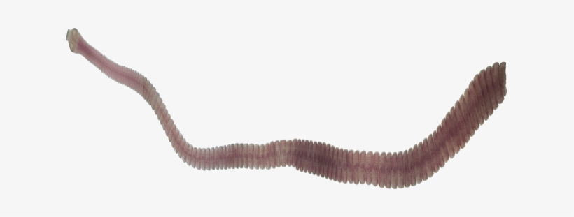 By Michelle Z - Cucolepis Cincta, transparent png