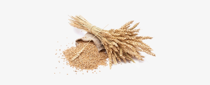 Grain Png Picture - Grain Png, transparent png