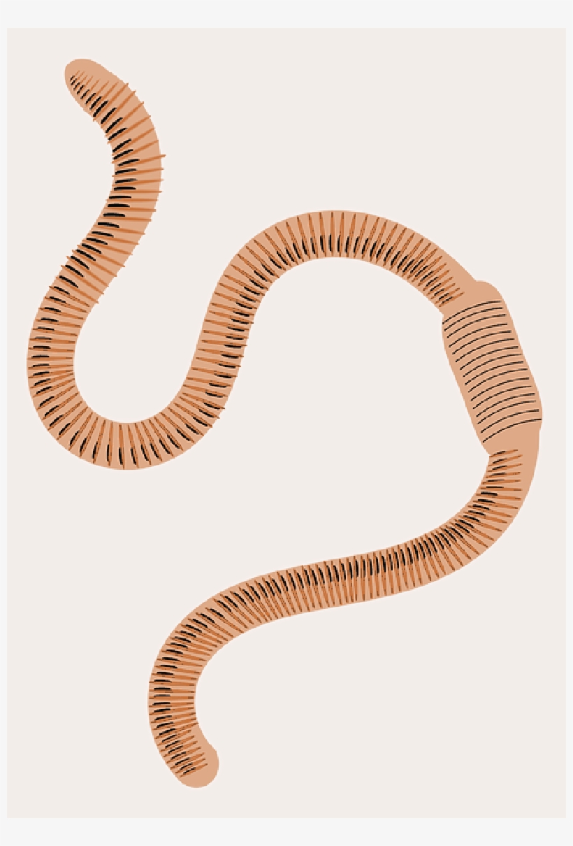 Mb Image/png - Earth Worm Clipart Png, transparent png