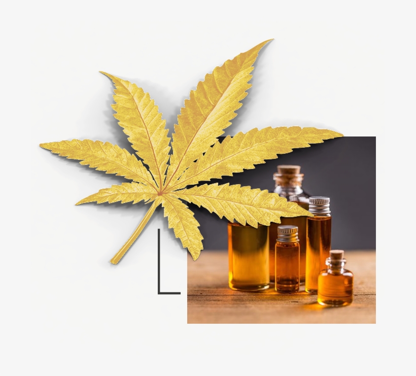 Cannabis Oil Online - Hash Oil, transparent png