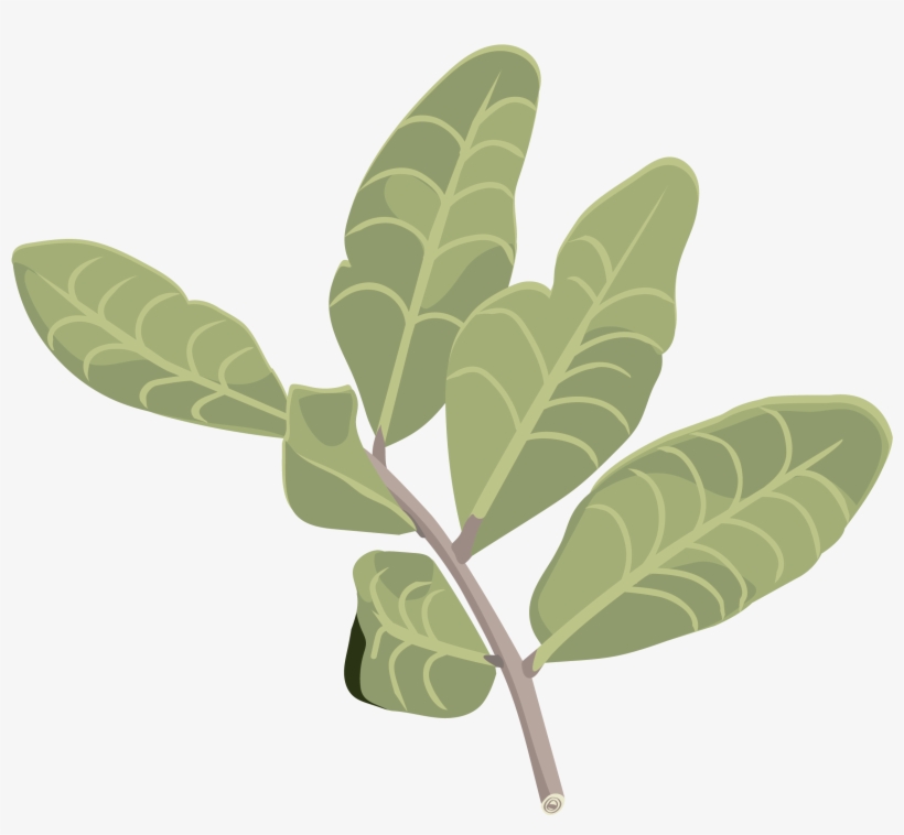 Lentisco - Gambel Oak, transparent png