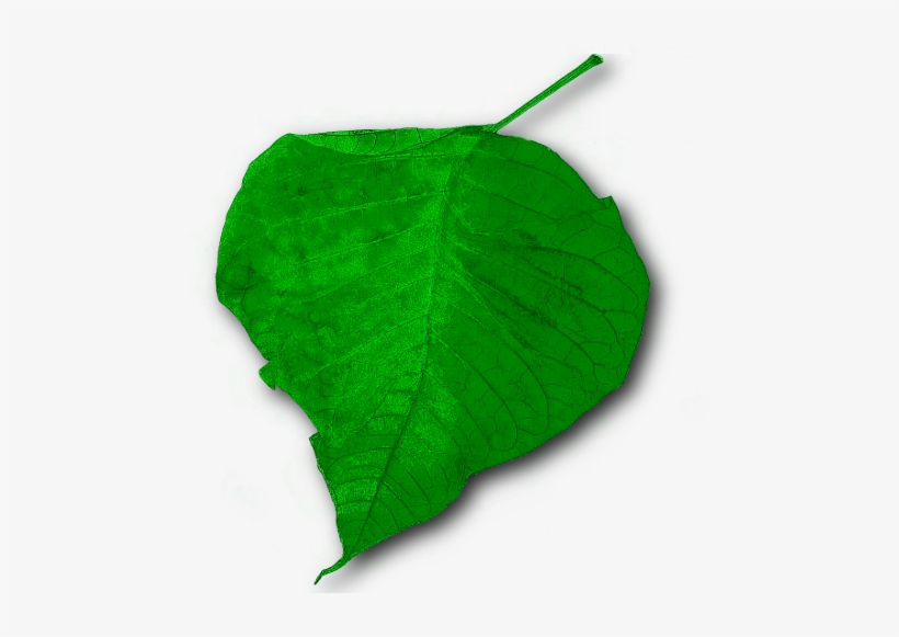 Hoja Sin Fondo Png, transparent png