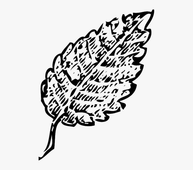 Black Fall Outline Leaf Palm Tree White Line Leaf Outline 491x640 Png Download Pngkit