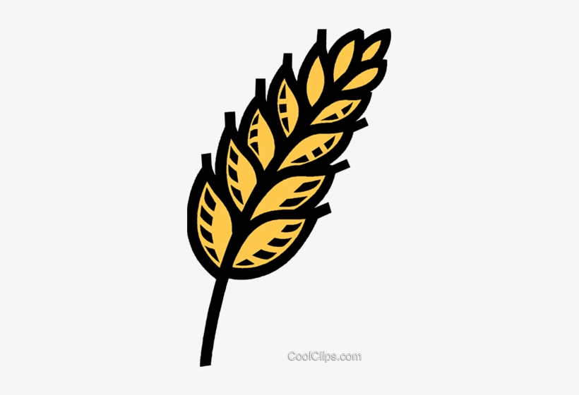 Wheat, Oats, Grain Royalty Free Vector Clip Art Illustration - Korn Getreide Clipart, transparent png
