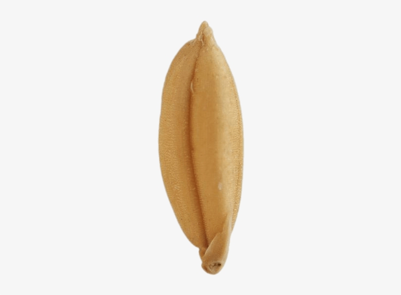 Download - Endive, transparent png
