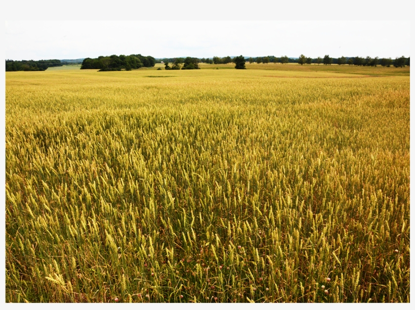 Stone House Farm Is Dedicated To Demonstrating A Viable - Field, transparent png