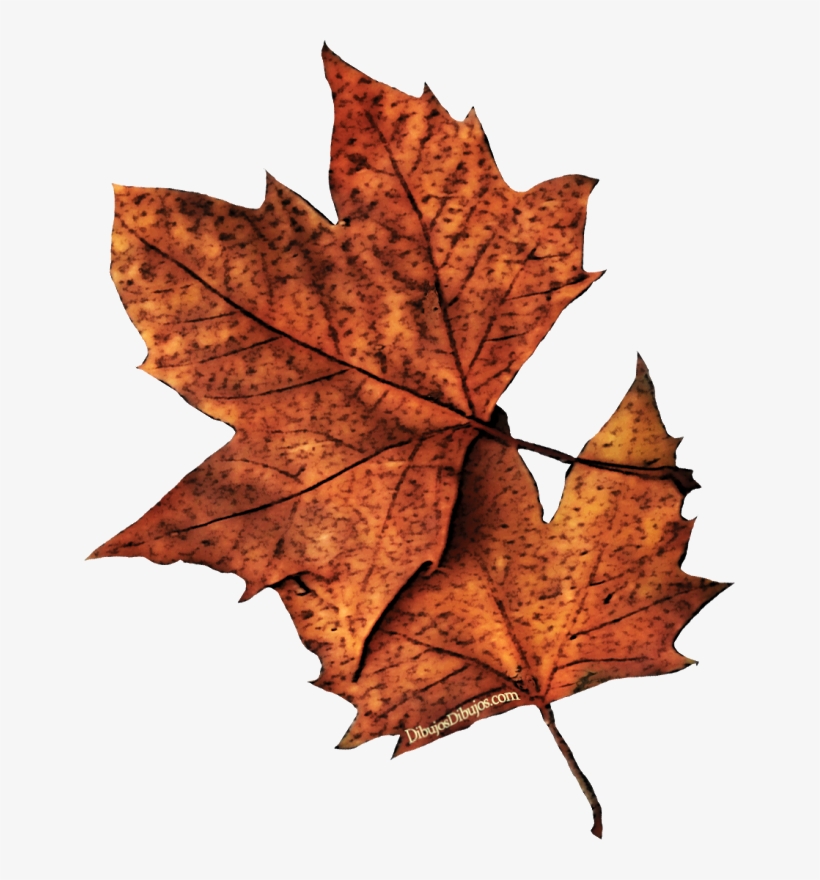 Jesús Núñez León - Hojas Secas Dibujo, transparent png