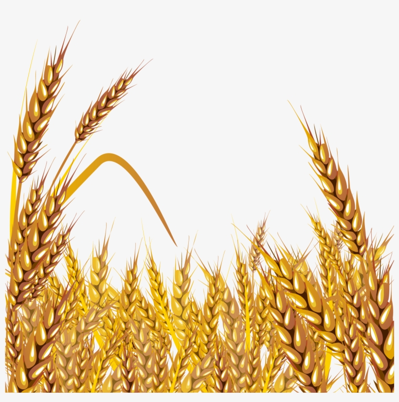 Grain Clipart Malt - Shen Bi Ma Liang (dvd), transparent png