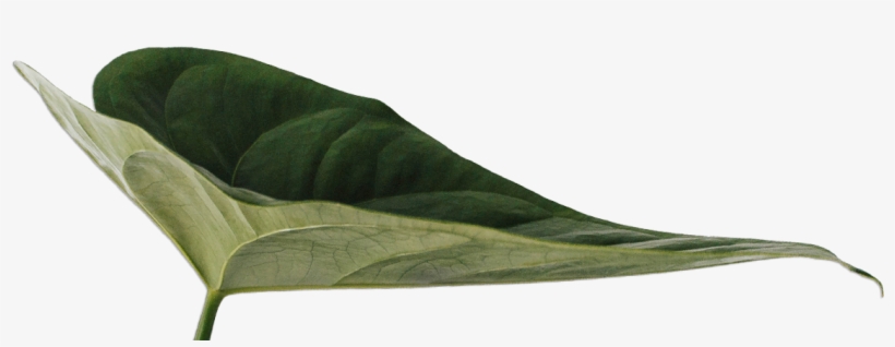 Organic Superfoods - Staphylea Colchica, transparent png