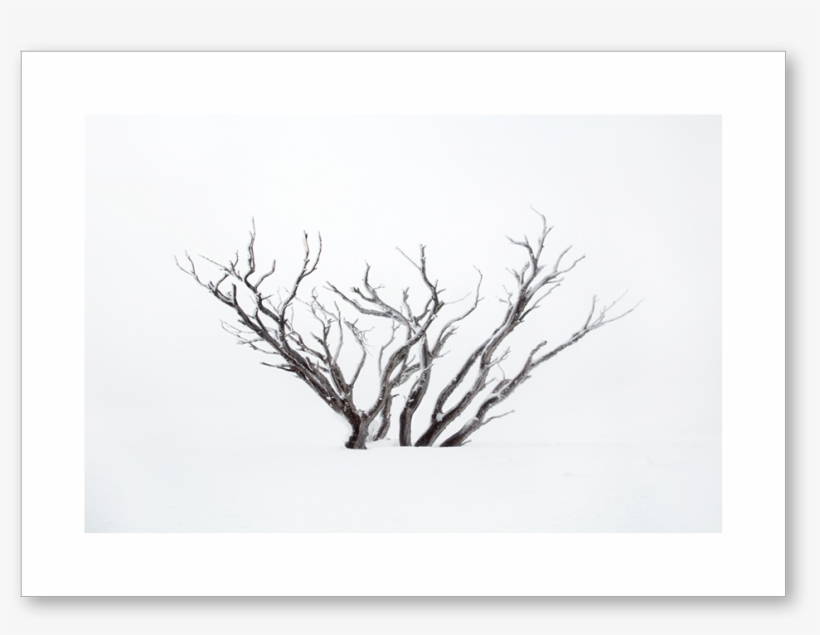 Snow-tree, transparent png