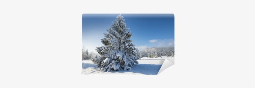 Winter Landscape With Big Snow Covered Spruce Tree - Paysage D'hiver, transparent png