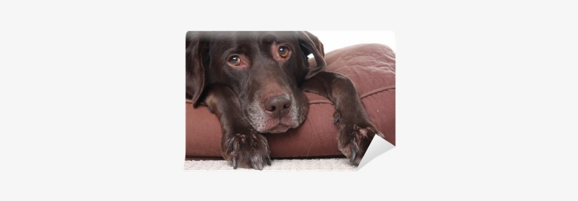 Do Dog Live, transparent png