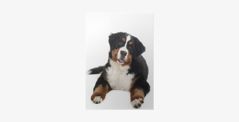 Berner Sennenhund On A White Background In The Studio, - Dog, transparent png