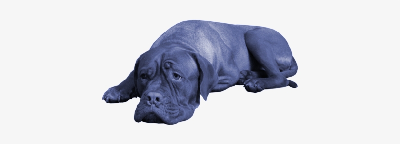 We Love Dogs Because They Are Unbridled, Distilled - Bull, transparent png
