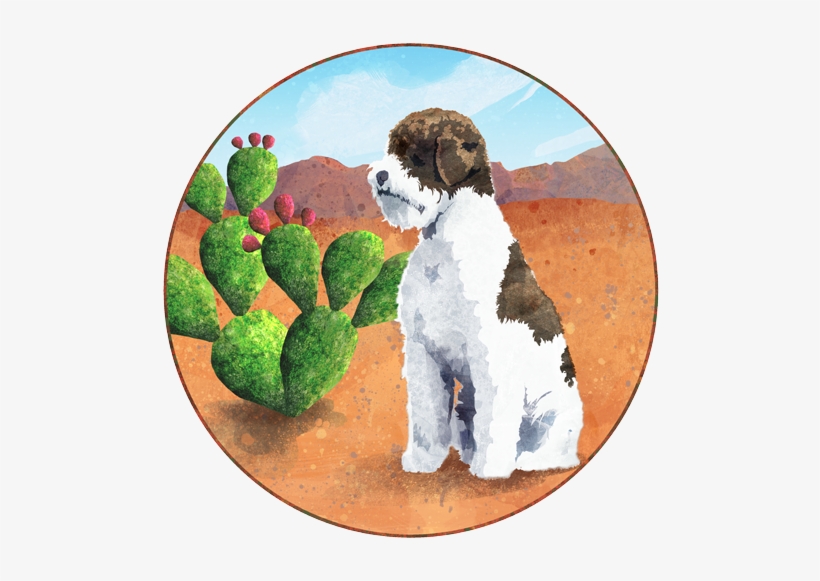 Spanish Water Dog, transparent png