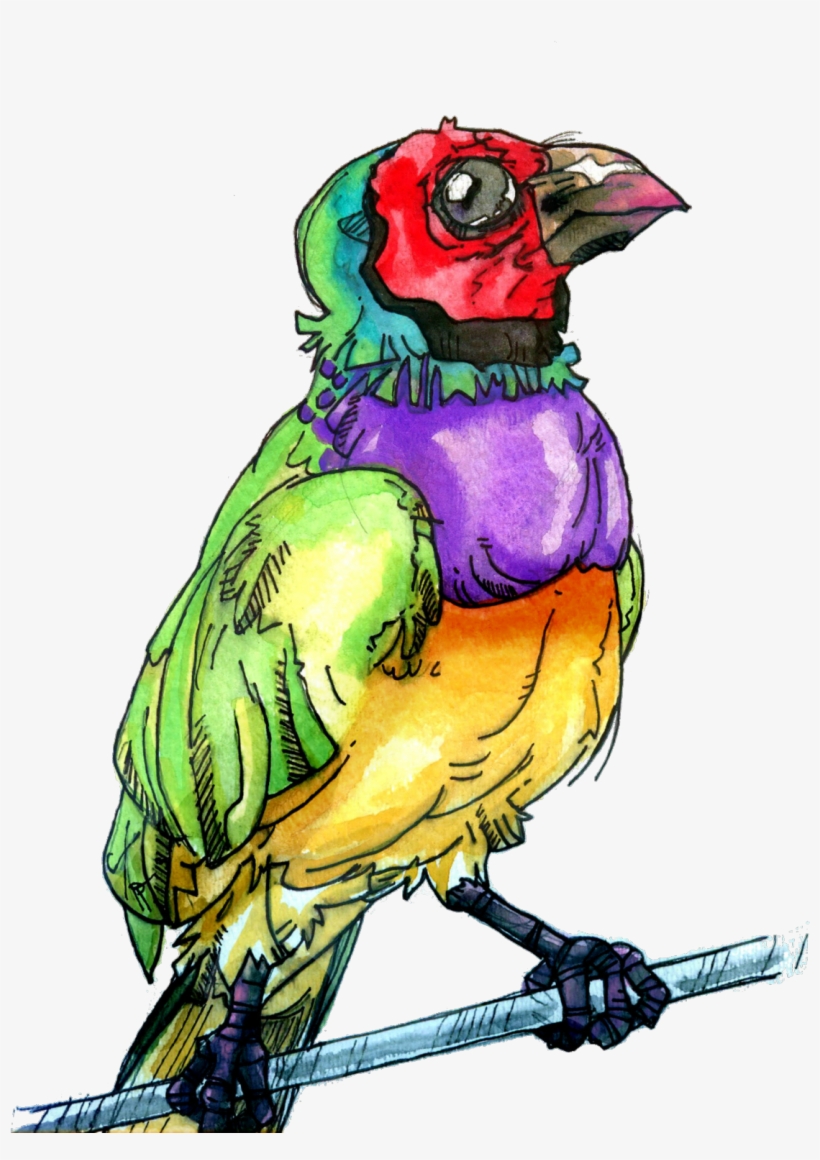 Gouldian Finch Bird Bird Art Finch Finch Art Illustration - Gouldian Finch, transparent png