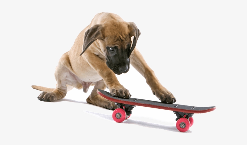 Also, Learning How To Ride A Skateboard - Dog On A Skateboard Png, transparent png