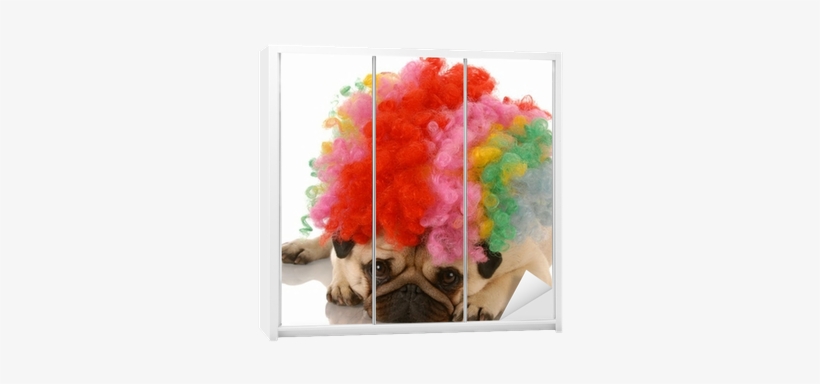 Pug Dog Dressed Up As A Sad Clown Wardrobe Sticker - Pugs Dressed Up, transparent png