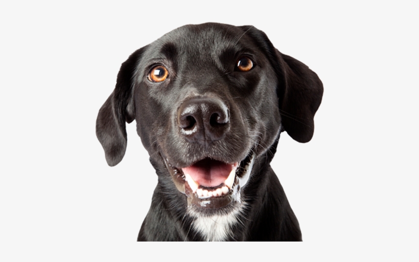 Dog, transparent png