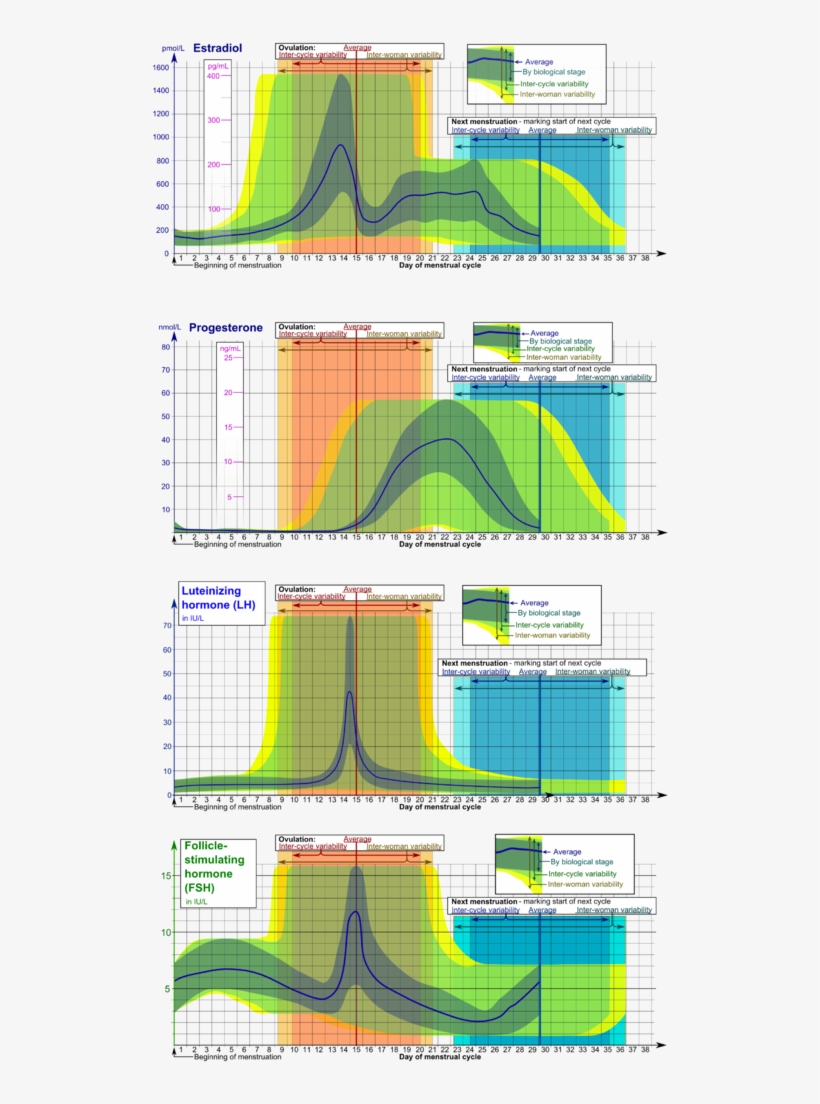Hormones Estradiol, Progesterone, Lh And Fsh During - Menstrual Cycle Hormones, transparent png