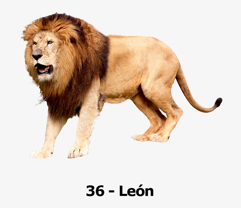 Transparent Background Lion Png, transparent png