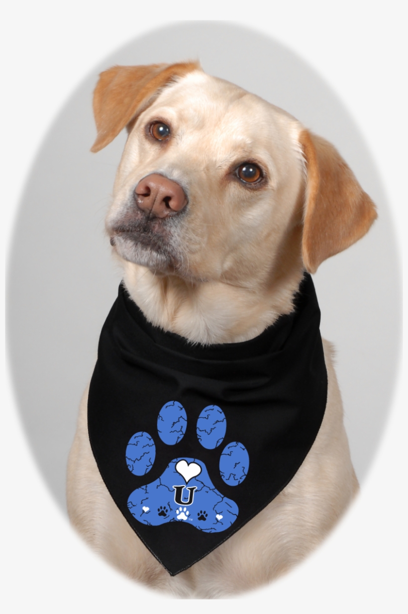 White And Crackled Blue Skies On Black Bandana - Companion Dog, transparent png