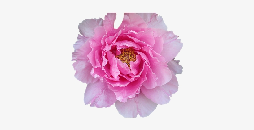 Pelagonie, Pink, Violet, Purple, Large - Violet, transparent png