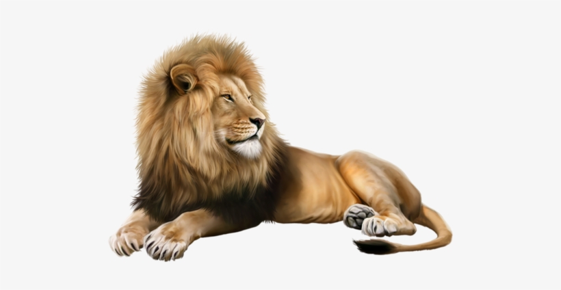 Lion - Portable Network Graphics, transparent png